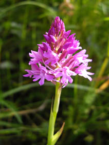 Anacamptis pyramidalis